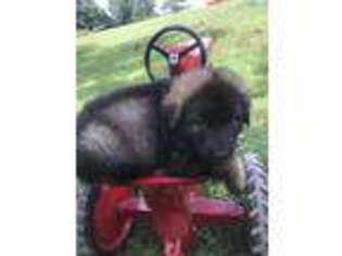 German Shepherd Dog Puppy for sale in Hillsboro, OH, USA