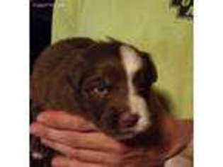 Australian Shepherd Puppy for sale in Bluffton, OH, USA