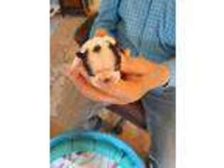 Boston Terrier Puppy for sale in Kingston, OK, USA