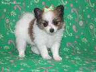 Pomeranian Puppy for sale in Brashear, TX, USA
