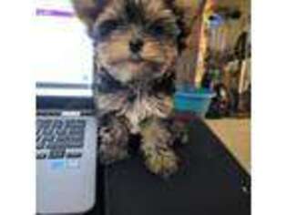 Yorkshire Terrier Puppy for sale in Thornville, OH, USA