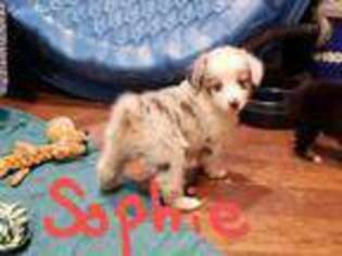 Miniature Australian Shepherd Puppy for sale in Fowlerville, MI, USA