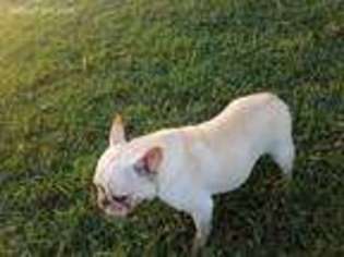 French Bulldog Puppy for sale in Lake Creek, TX, USA
