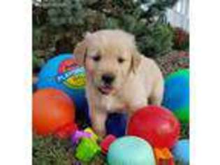 Golden Retriever Puppy for sale in Elkton, KY, USA