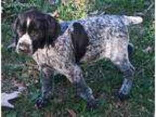 German Shorthaired Pointer Puppy for sale in Koshkonong, MO, USA