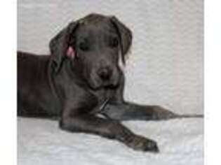 Great Dane Puppy for sale in Portland, IN, USA