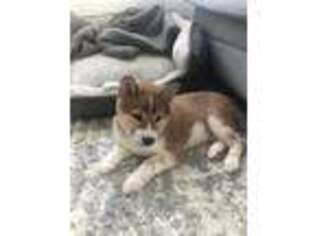 Shiba Inu Puppy for sale in Glen Cove, NY, USA