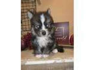 Mutt Puppy for sale in Inez, KY, USA