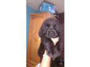 Newfoundland Puppy for sale in Woodland, MI, USA
