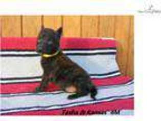 Medium Photo #1 Dutch Shepherd Dog Puppy For Sale in Oklahoma City, OK, USA