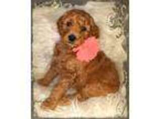 Goldendoodle Puppy for sale in Selinsgrove, PA, USA