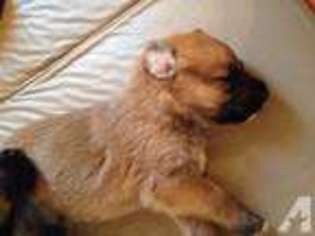 Shepadoodle Puppy for sale in SAINT CLOUD, FL, USA