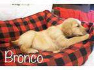 Golden Retriever Puppy for sale in Clarkson, KY, USA