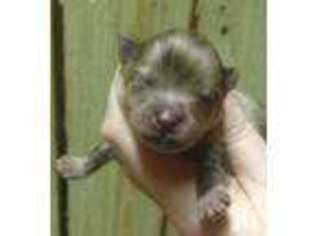 Pomeranian Puppy for sale in BEN WHEELER, TX, USA