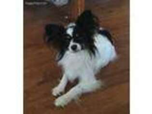 Papillon Puppy for sale in Mangum, OK, USA
