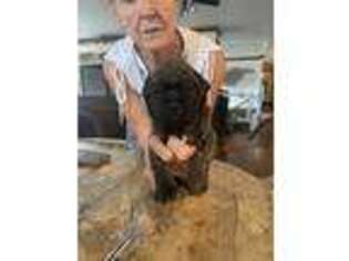 Bullmastiff Puppy for sale in Draper, UT, USA
