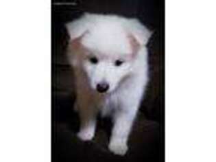 American Eskimo Dog Puppy for sale in Parsons, KS, USA
