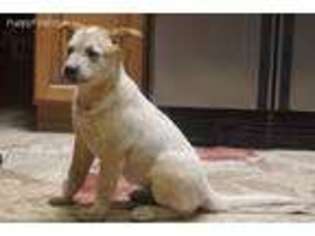 Australian Cattle Dog Puppy for sale in Gray, GA, USA