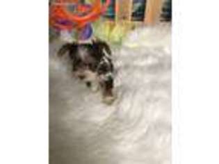 Yorkshire Terrier Puppy for sale in Benton Harbor, MI, USA