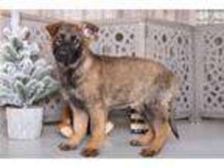 German Shepherd Dog Puppy for sale in Columbus, OH, USA