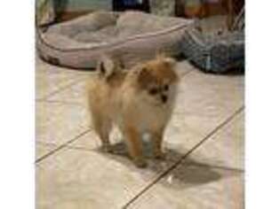 Pomeranian Puppy for sale in Hemingway, SC, USA