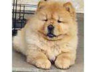 Chow Chow Puppy for sale in Rogersville, MO, USA