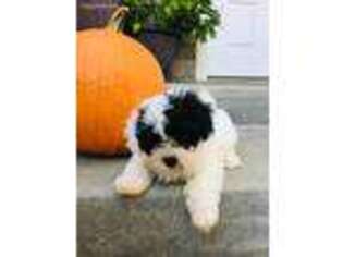 Shih-Poo Puppy for sale in Farmington, MO, USA