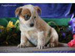 Medium Photo #1 Australian Cattle Dog Puppy For Sale in New Holland, PA, USA