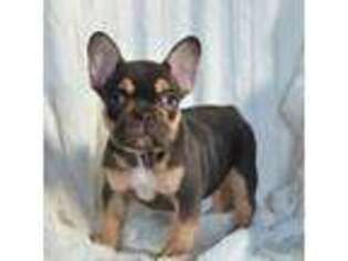 French Bulldog Puppy for sale in Coshocton, OH, USA