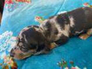 Dachshund Puppy for sale in Los Angeles, CA, USA