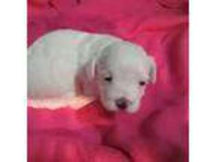 Coton de Tulear Puppy for sale in Lenexa, KS, USA