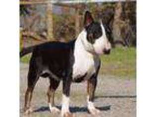 Bull Terrier Puppy for sale in Monterey, CA, USA