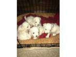 Maltese Puppy for sale in Newaygo, MI, USA