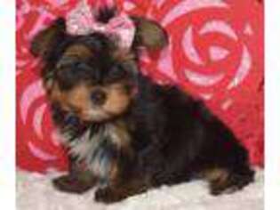 Yorkshire Terrier Puppy for sale in Finley, OK, USA