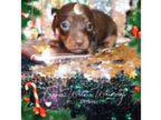 Dachshund Puppy for sale in Bostic, NC, USA
