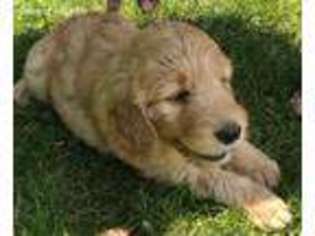 Goldendoodle Puppy for sale in Waupun, WI, USA