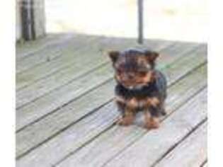 Yorkshire Terrier Puppy for sale in Champaign, IL, USA