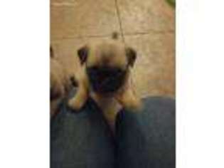 Pug Puppy for sale in Amity, OR, USA