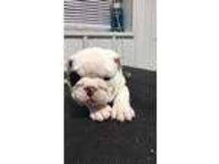 Bulldog Puppy for sale in Fremont, IN, USA