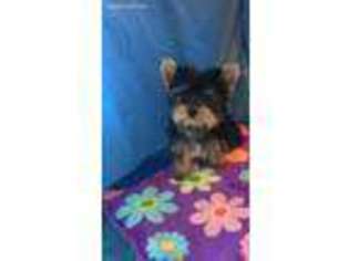 Yorkshire Terrier Puppy for sale in Sterling City, TX, USA