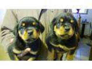 Rottweiler Puppy for sale in Hartford, CT, USA