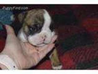 Bulldog Puppy for sale in Frostburg, MD, USA