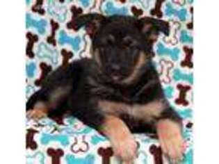 German Shepherd Dog Puppy for sale in Culpeper, VA, USA