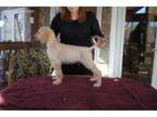 Afghan Hound Puppy for sale in Charlotte, NC, USA
