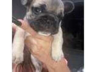 French Bulldog Puppy for sale in Bellevue, NE, USA