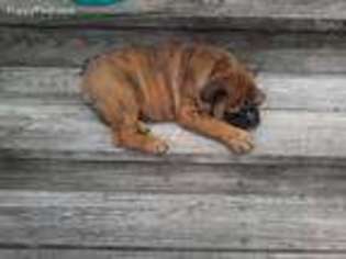 Bulldog Puppy for sale in Kinston, NC, USA