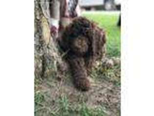 Mutt Puppy for sale in Tustin, MI, USA