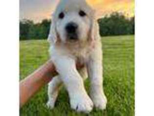 Mutt Puppy for sale in Spring City, TN, USA