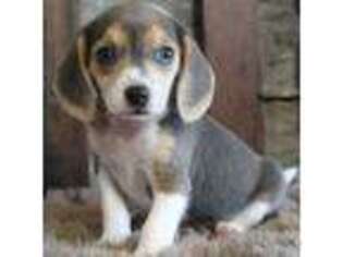 Beagle Puppy for sale in Philadelphia, PA, USA