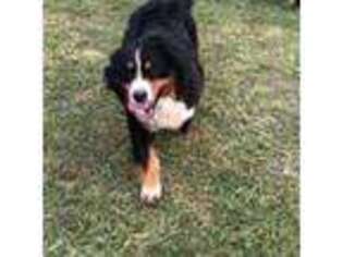 Bernese Mountain Dog Puppy for sale in Tahlequah, OK, USA
